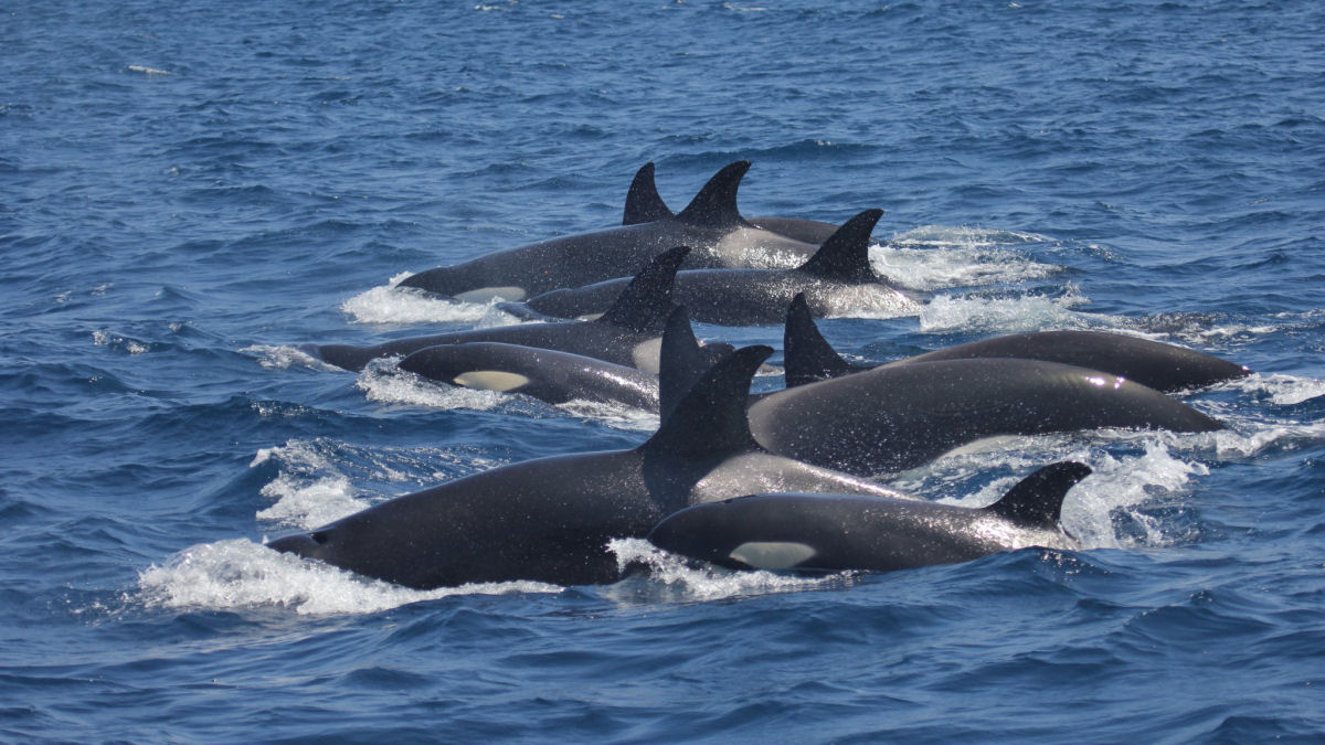 Por que orcas estão quebrando lemes de barcos na Europa?