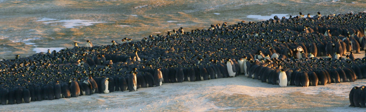 Por que os grupos de pinguins-imperadores se movem o tempo todo?