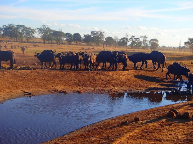 Guardio dos Elefantes do Qunia promete entregar gua a animais sedentos at que chova novamente 03