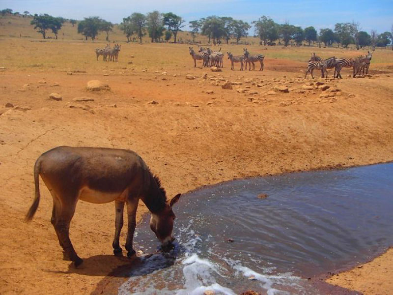 Guardio dos Elefantes do Qunia promete entregar gua a animais sedentos at que chova novamente 04