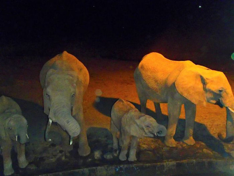 Guardio dos Elefantes do Qunia promete entregar gua a animais sedentos at que chova novamente 05