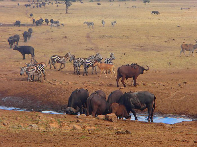 Guardio dos Elefantes do Qunia promete entregar gua a animais sedentos at que chova novamente 07