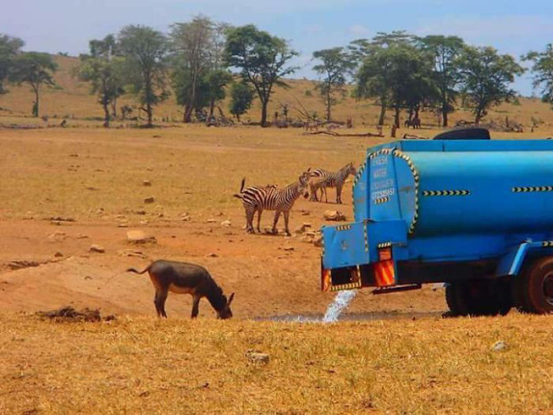 Guardio dos Elefantes do Qunia promete entregar gua a animais sedentos at que chova novamente 09