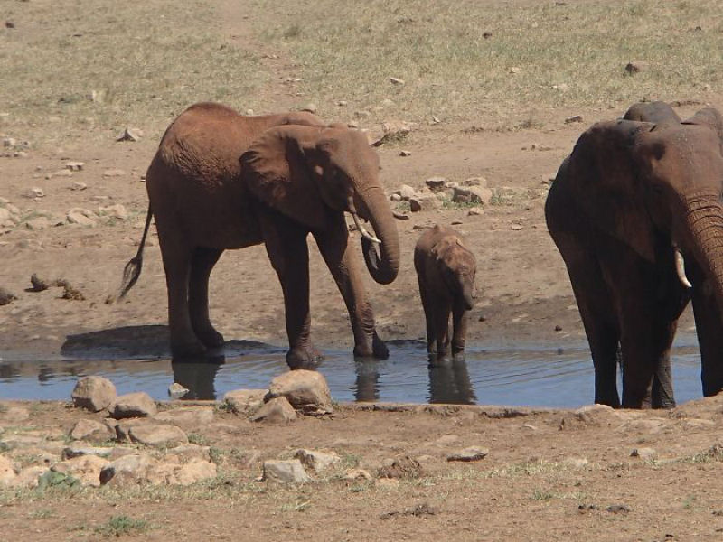Guardio dos Elefantes do Qunia promete entregar gua a animais sedentos at que chova novamente 10