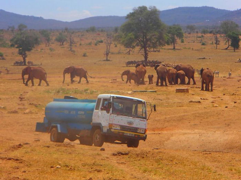 Guardio dos Elefantes do Qunia promete entregar gua a animais sedentos at que chova novamente 11