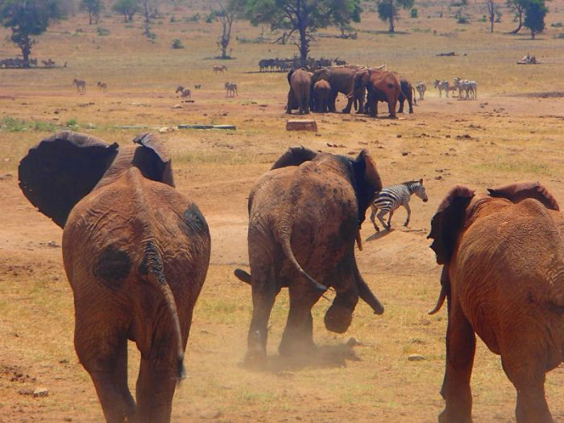 Guardio dos Elefantes do Qunia promete entregar gua a animais sedentos at que chova novamente 12