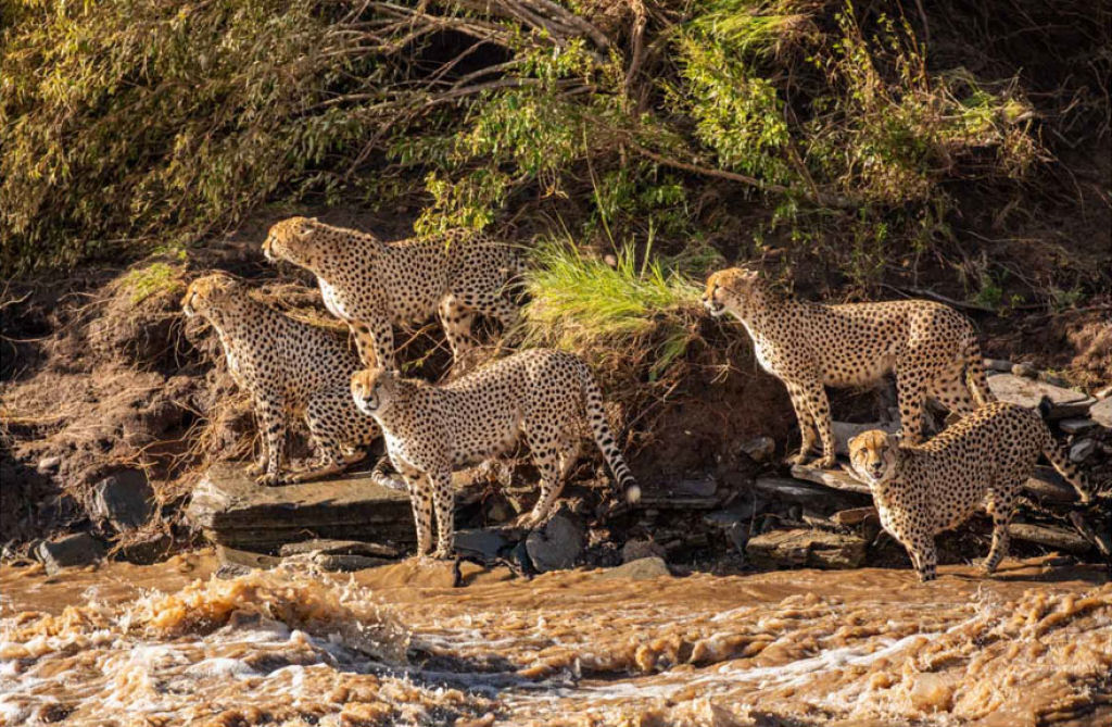 Fotgrafos testemunham 5 guepardos atravessando um rio infestado de crocodilos 01