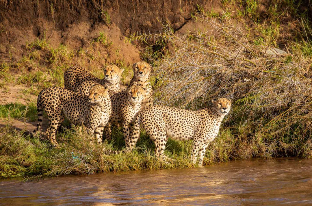 Fotgrafos testemunham 5 guepardos atravessando um rio infestado de crocodilos 02