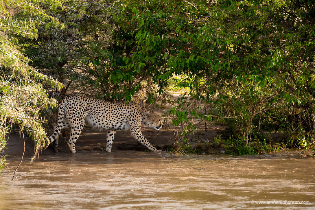 Fotgrafos testemunham 5 guepardos atravessando um rio infestado de crocodilos 03