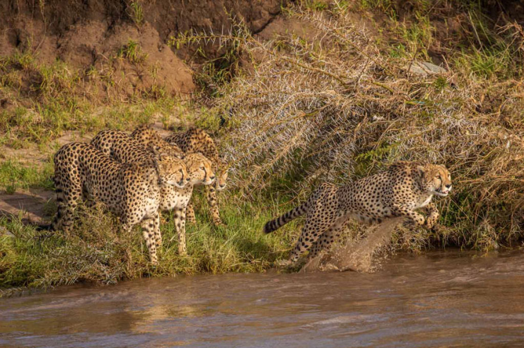 Fotgrafos testemunham 5 guepardos atravessando um rio infestado de crocodilos 04