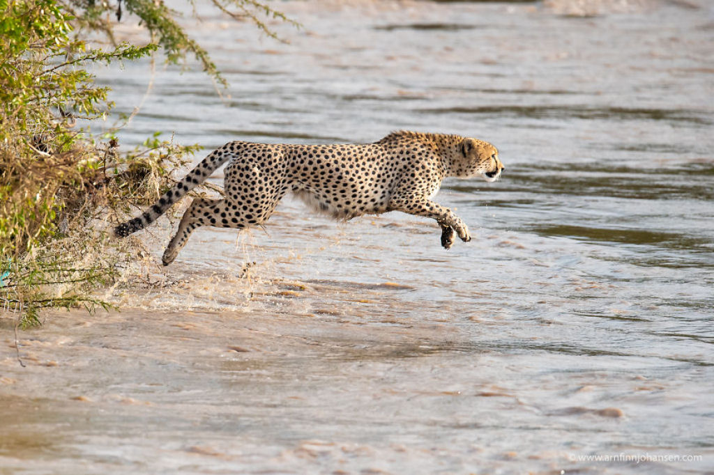 Fotgrafos testemunham 5 guepardos atravessando um rio infestado de crocodilos 05