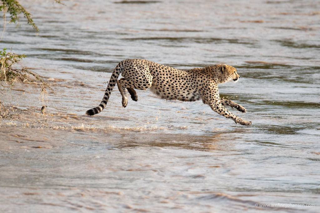 Fotgrafos testemunham 5 guepardos atravessando um rio infestado de crocodilos 06