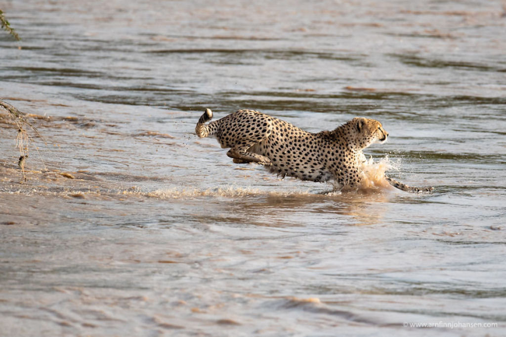 Fotgrafos testemunham 5 guepardos atravessando um rio infestado de crocodilos 07