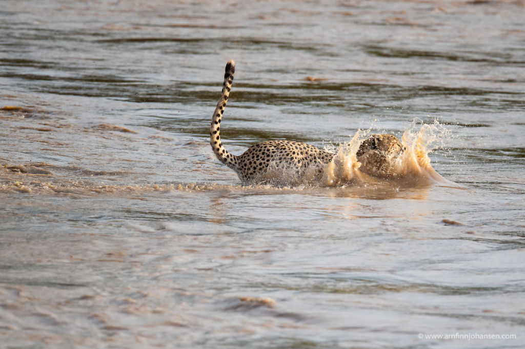 Fotgrafos testemunham 5 guepardos atravessando um rio infestado de crocodilos 08