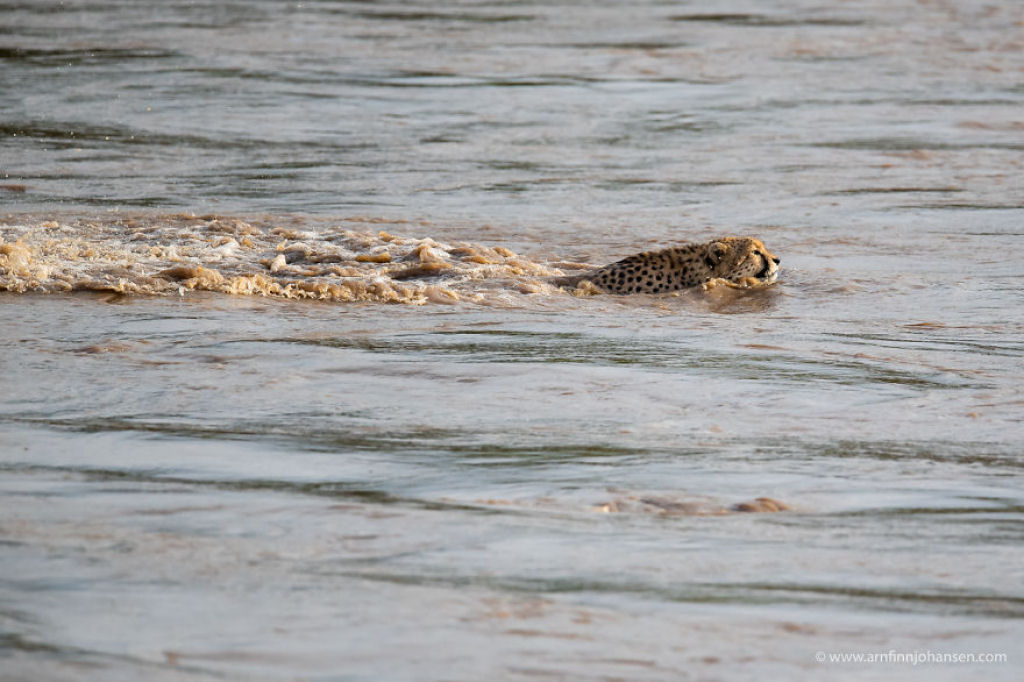Fotgrafos testemunham 5 guepardos atravessando um rio infestado de crocodilos 09