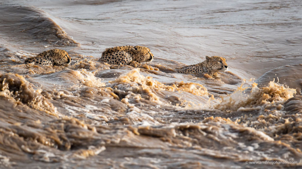 Fotgrafos testemunham 5 guepardos atravessando um rio infestado de crocodilos 10