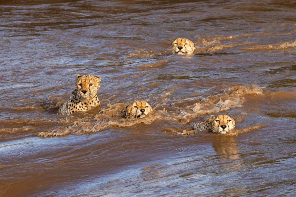 Fotgrafos testemunham 5 guepardos atravessando um rio infestado de crocodilos 11