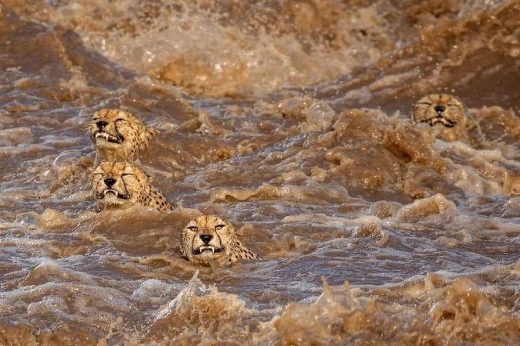 Fotgrafos testemunham 5 guepardos atravessando um rio infestado de crocodilos 12