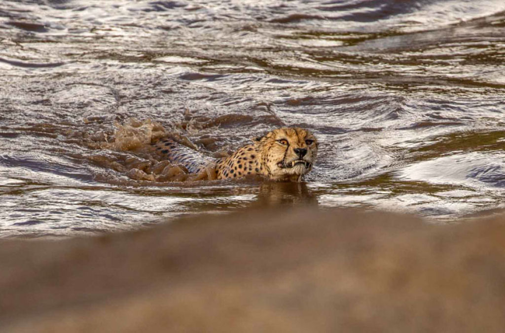 Fotgrafos testemunham 5 guepardos atravessando um rio infestado de crocodilos 13
