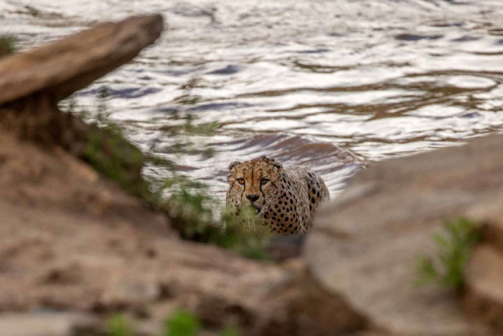 Fotgrafos testemunham 5 guepardos atravessando um rio infestado de crocodilos 14