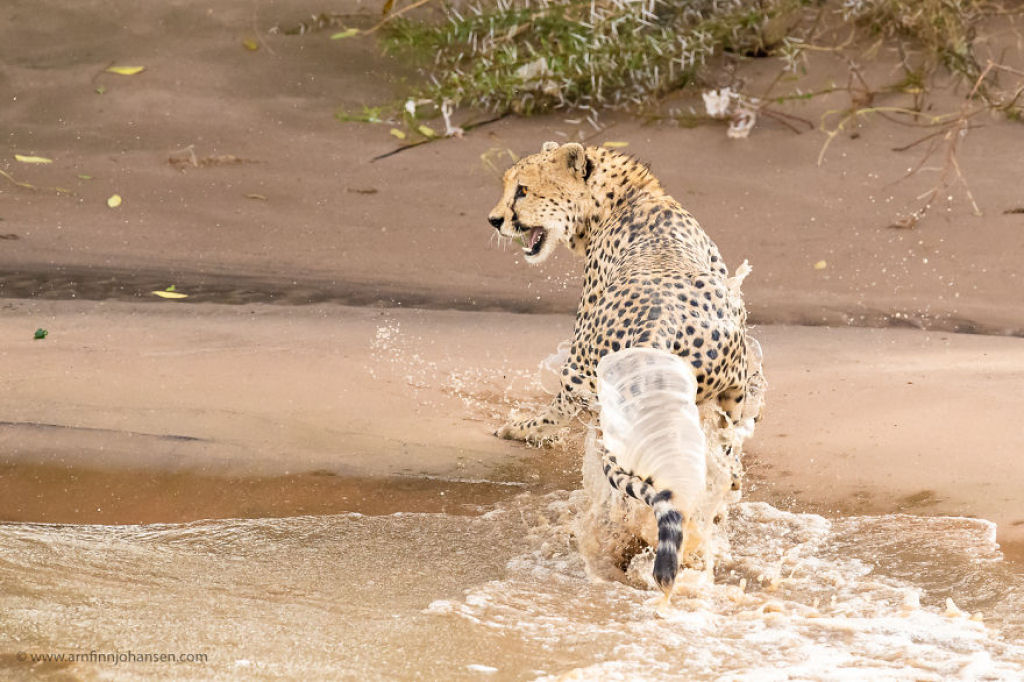 Fotgrafos testemunham 5 guepardos atravessando um rio infestado de crocodilos 15