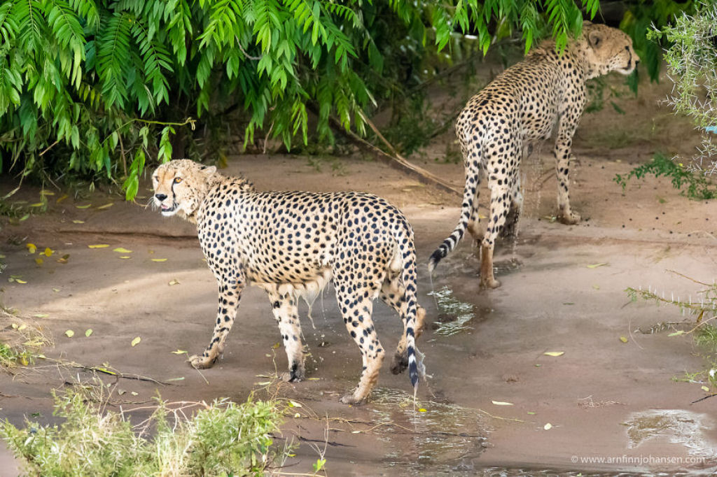 Fotgrafos testemunham 5 guepardos atravessando um rio infestado de crocodilos 16