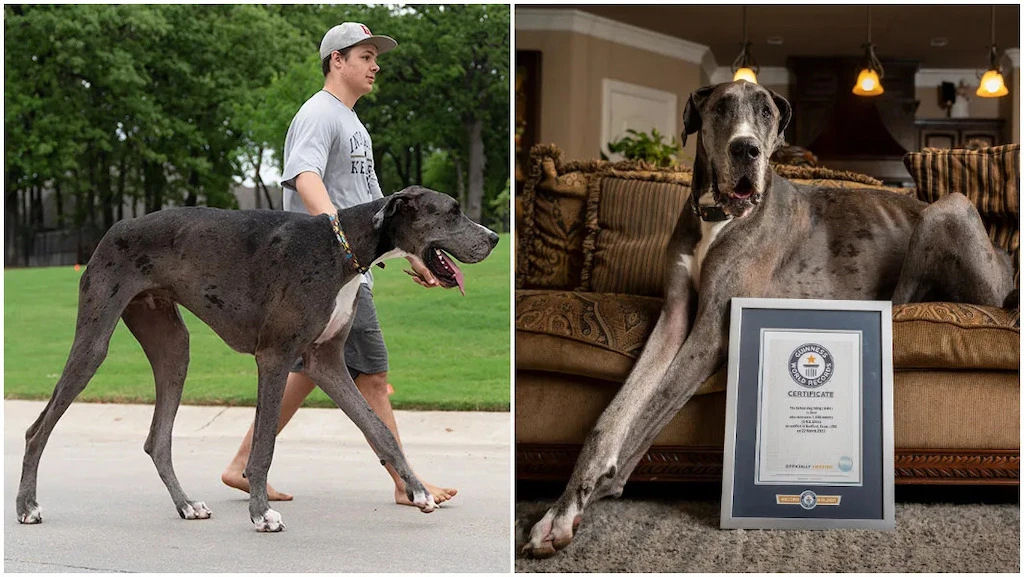 Zeus, o Dogue Alemão que é considerado o cão mais alto do mundo pelo Guinness