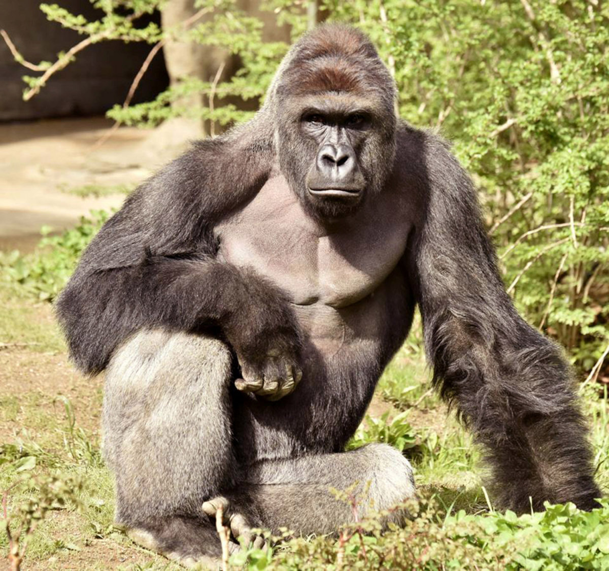Novo vídeo mostra que o gorila estava dando a mão ao menino antes de ser disparado