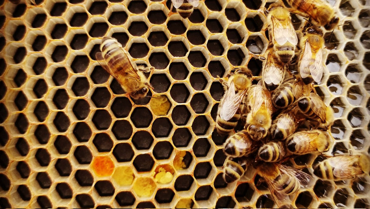 Por que diabos as abelhas escolhem o formato de hexágonos para suas colmeias?