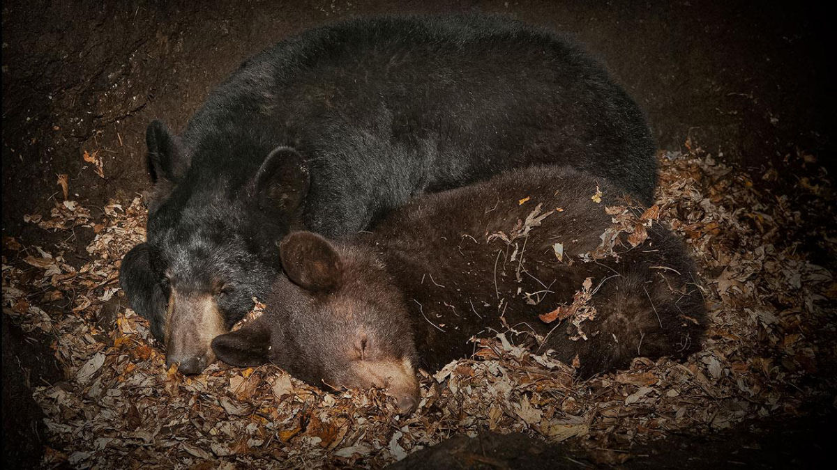 Como os ursos fazem  suas necessidades durante os seis meses que passam hibernando?