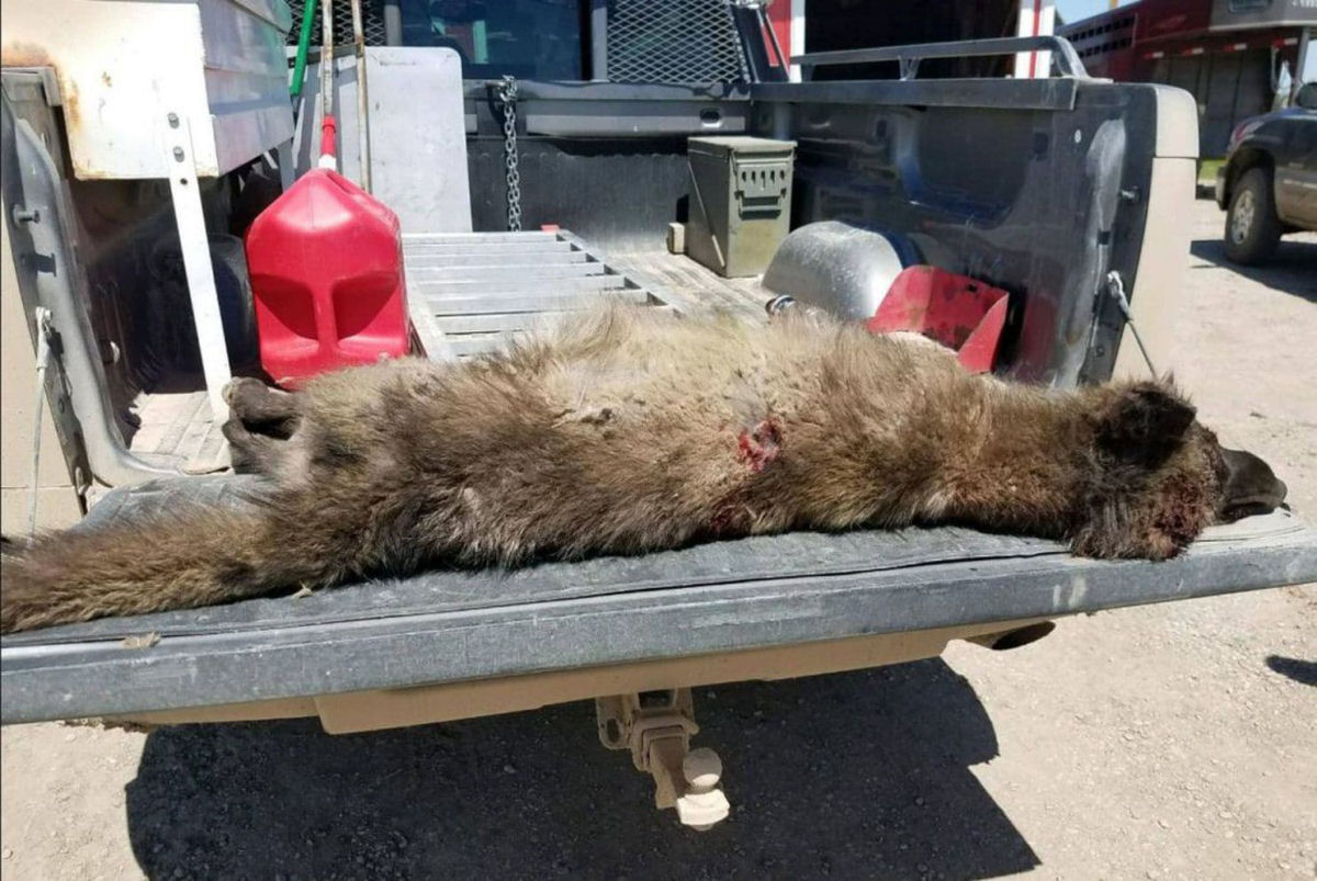 Os bilogos no chegam a um acordo sobre que animal  em realidade este estranho lobo abatido em Montana
