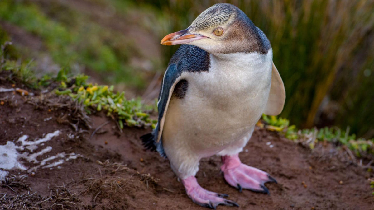 Raro pinguim-de-olhos-amarelos vence concurso de ave do ano na Nova Zelndia