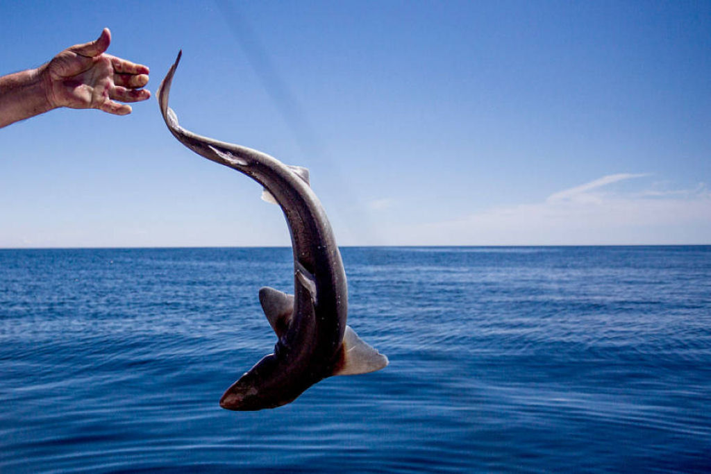 Homem compassivo leva 3 pequenos tubarões encalhados para águas mais profundas com as próprias mãos