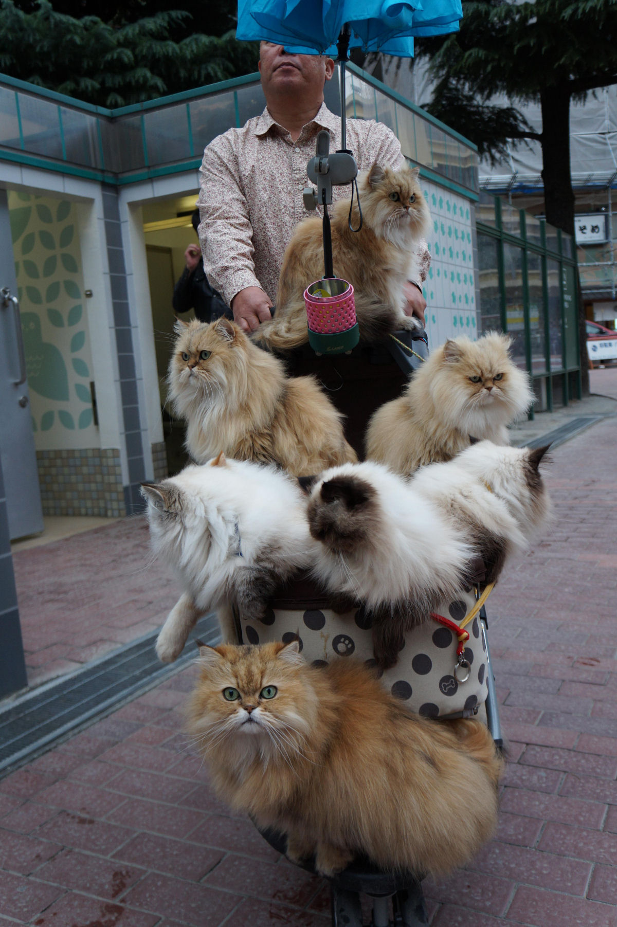 Homem dos Gatos de Kyushu passeia seus nove felinos um carrinho de bebê