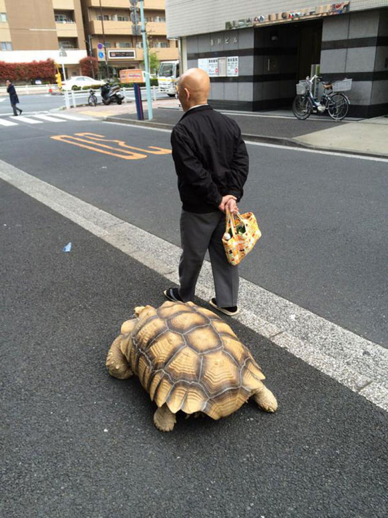 O dono mais paciente do mundo passeia com sua tartaruga gigante pelas ruas de Tóquio 01