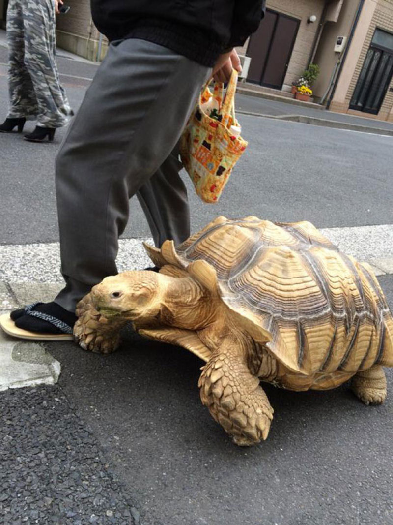 O dono mais paciente do mundo passeia com sua tartaruga gigante pelas ruas de Tóquio 02