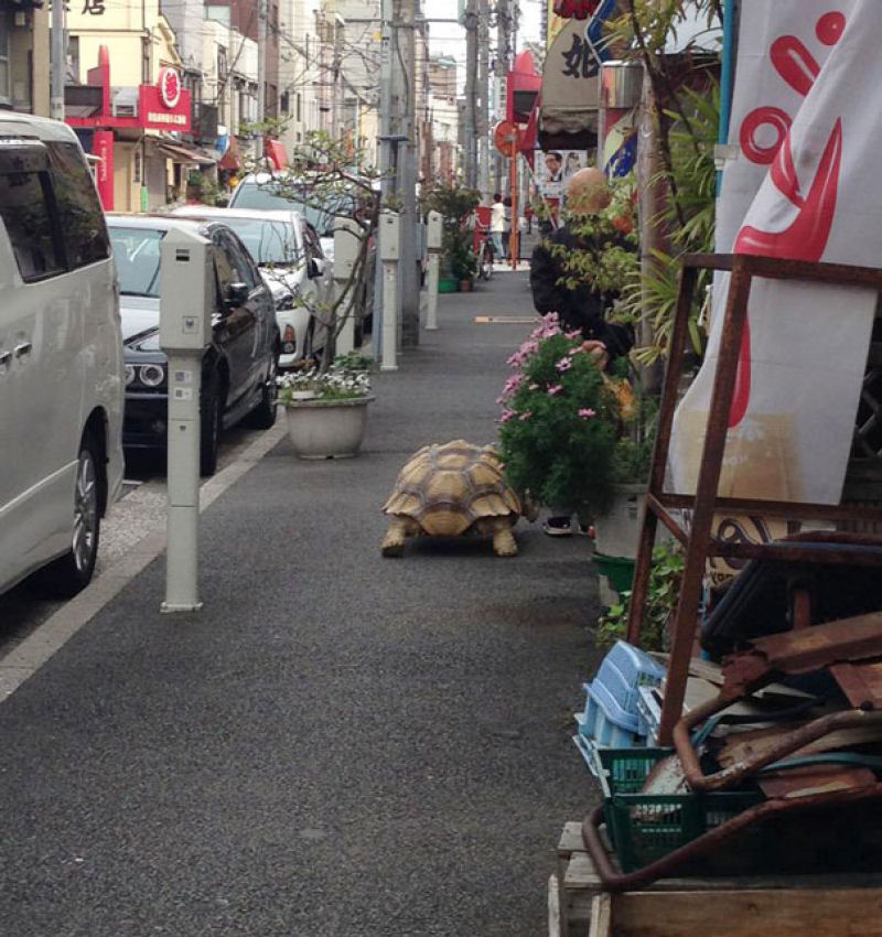 O dono mais paciente do mundo passeia com sua tartaruga gigante pelas ruas de Tóquio 05