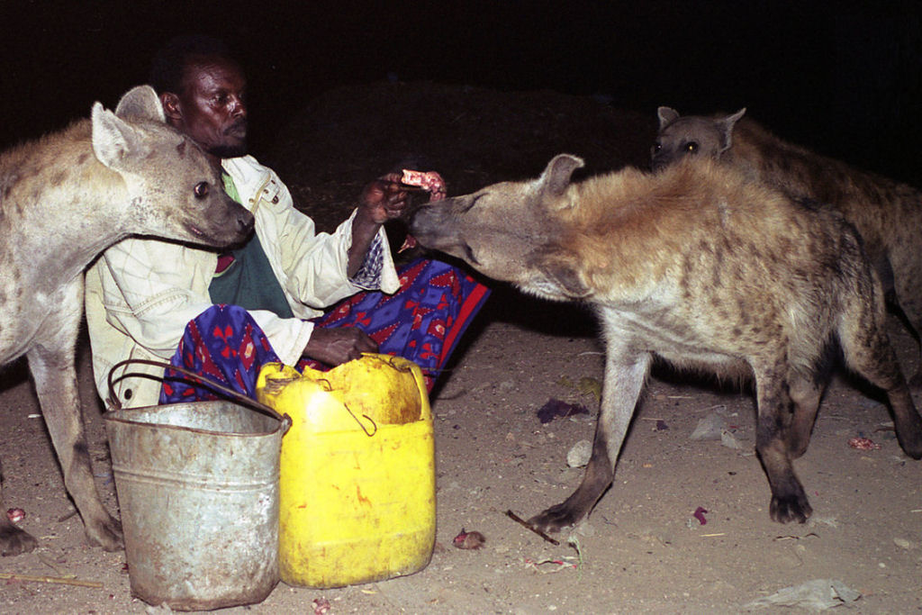 Os homens-hiena de Harar alimentam hineas selvagens  mo todas as noites