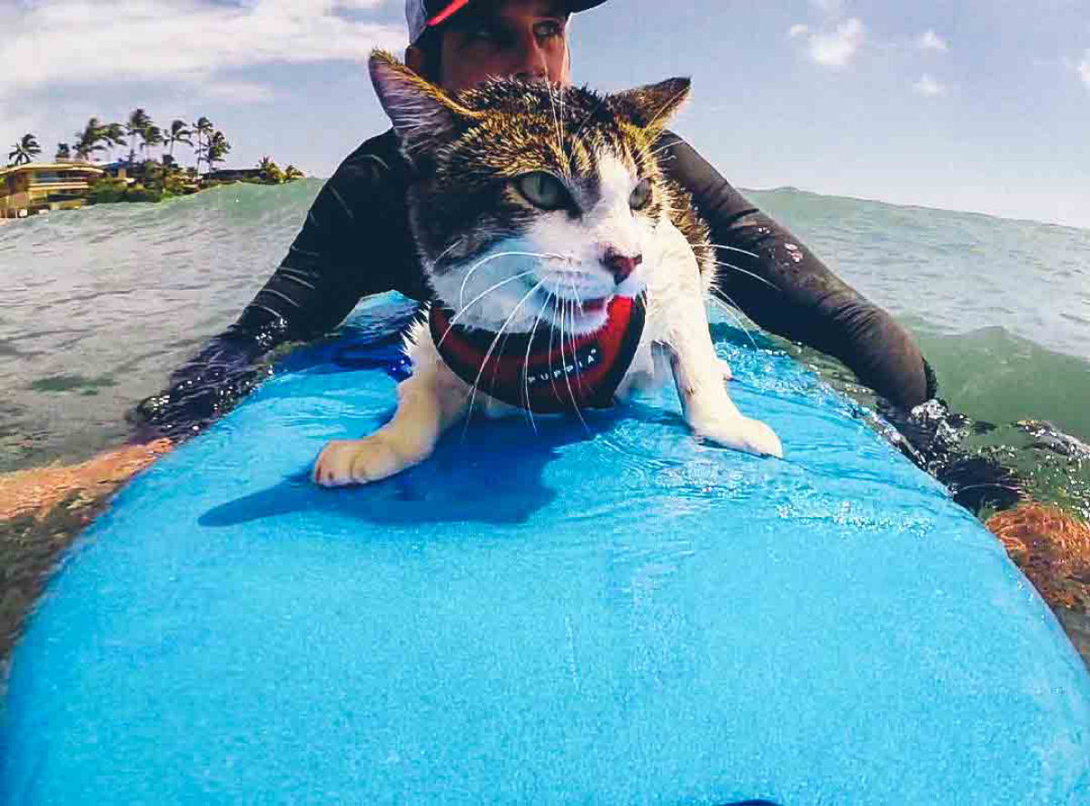 Hokule'a, o gato adotado que surfa ondas no Havaí!