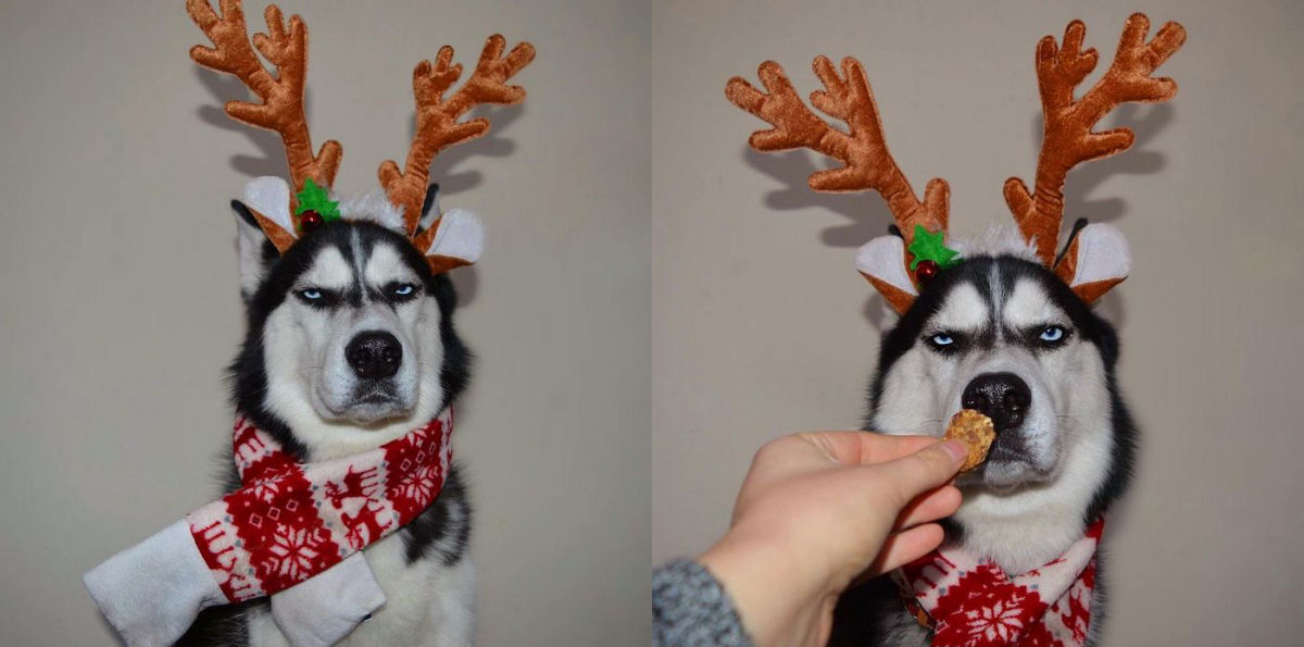 Este Husky achou um verdadeiro «saco» participar do cartão de Natal de sua humana 01