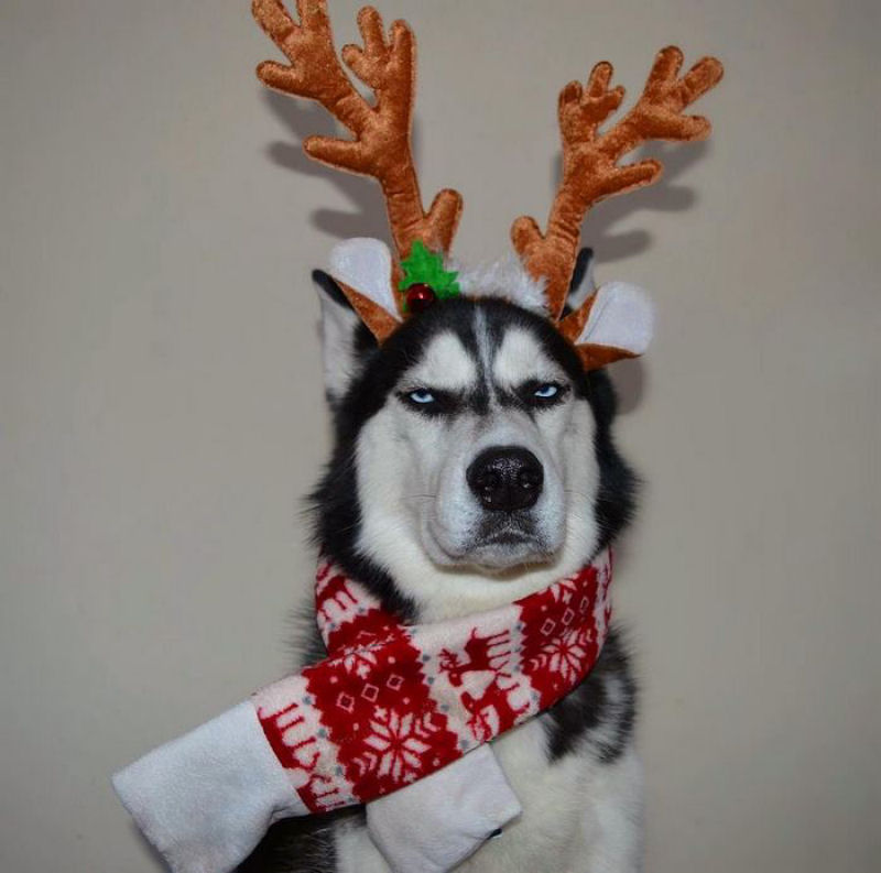 Este Husky achou um verdadeiro «saco» participar do cartão de Natal de sua humana 02