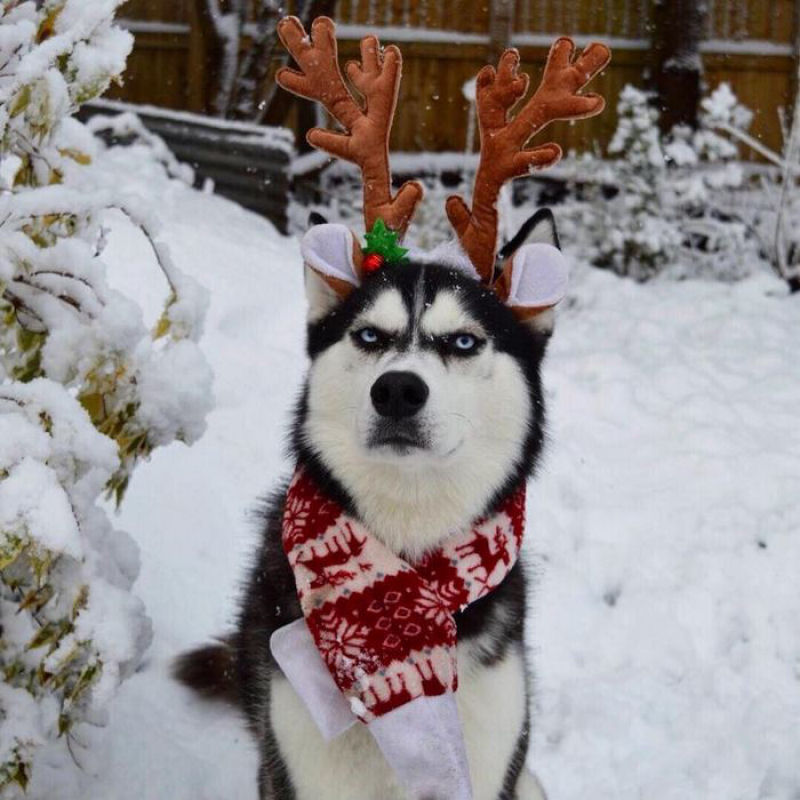 Este Husky achou um verdadeiro «saco» participar do cartão de Natal de sua humana 03