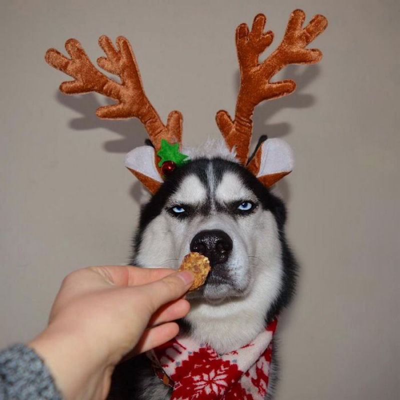 Este Husky achou um verdadeiro «saco» participar do cartão de Natal de sua humana 05