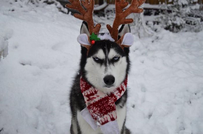 Este Husky achou um verdadeiro «saco» participar do cartão de Natal de sua humana 06