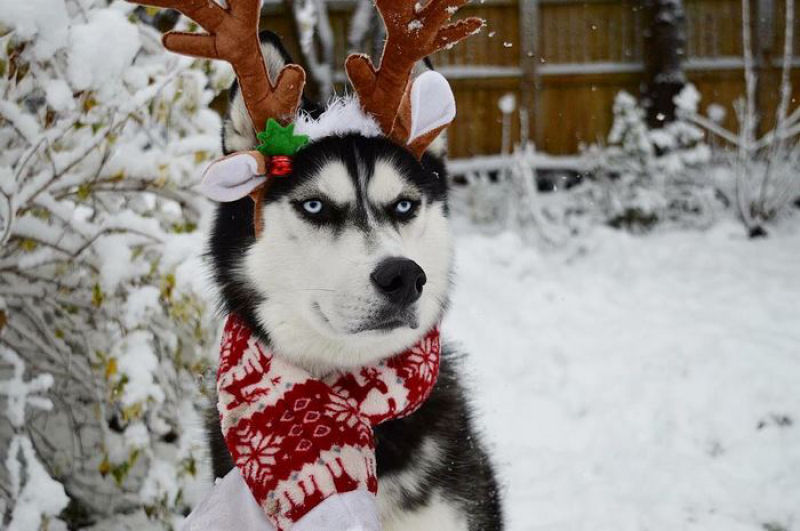 Este Husky achou um verdadeiro «saco» participar do cartão de Natal de sua humana 08