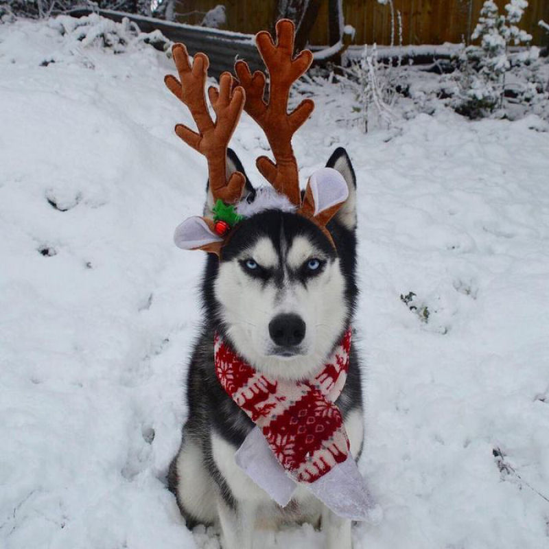 Este Husky achou um verdadeiro «saco» participar do cartão de Natal de sua humana 10