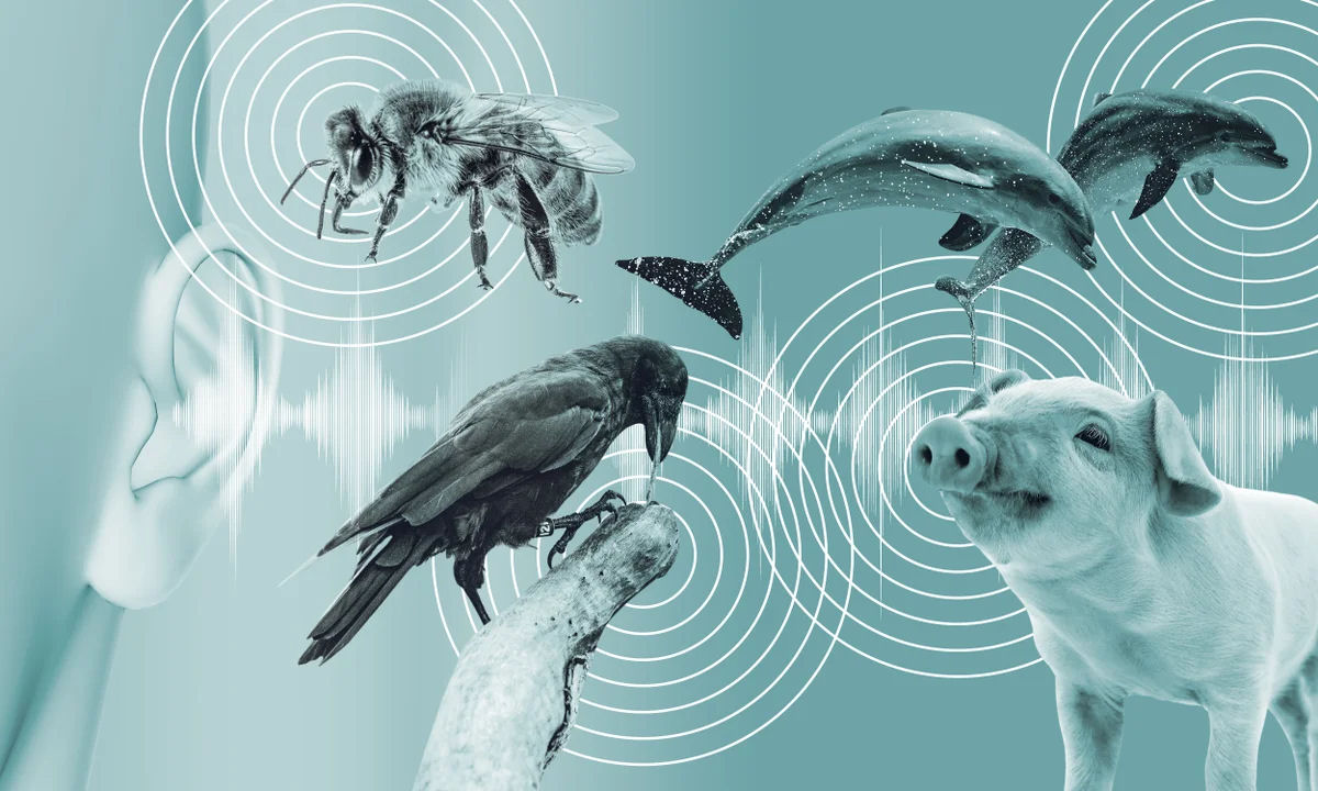 Como a IA de aprendizado de mquina pode ajudar humanos a se comunicarem diretamente com animais