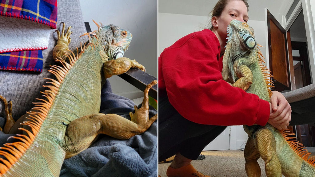 Iguana-verde de 1,5 metros que mora em um apartamento urbano