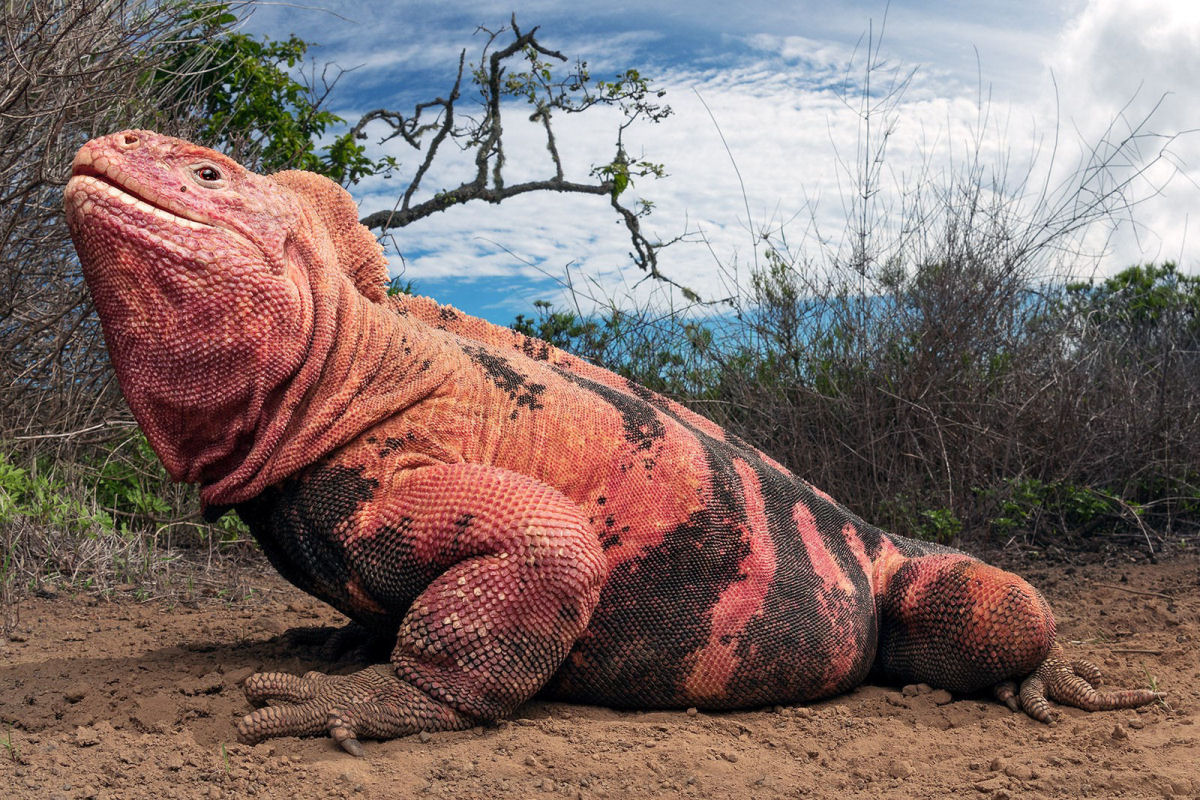 As raríssimas iguanas-rosadas de Galápagos