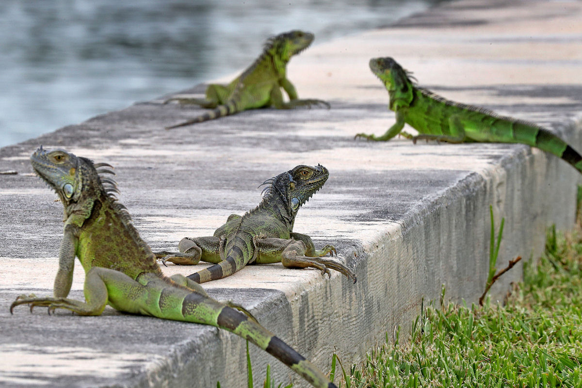 H tantas iguanas na Flrida que os cidados tm permisso para ca-las  vontade